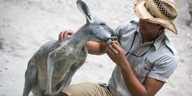 Image of Adult, Female, Person, Woman, Animal, Kangaroo, Mammal, Hat, 