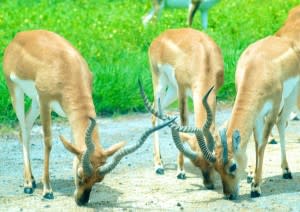 Image of Animal, Antelope, Impala, Mammal, Wildlife, Gazelle, 