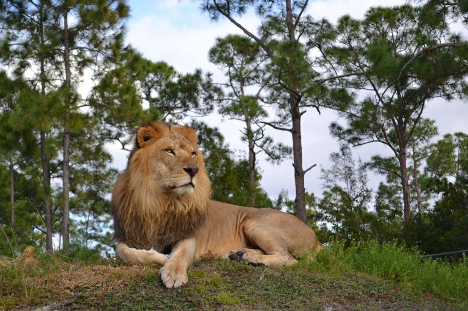 Image of Animal, Lion, Mammal, Wildlife, Zoo, Vegetation, Tree, 