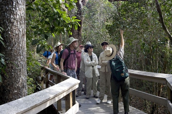 Image of Land, Nature, Outdoors, Rainforest, Tree, Vegetation, Jungle, Adventure, Hiking, Person, Hat, Path, Shoe, Adult, Male, Man, Bag, Female, Woman, Walking, Backpack, Boardwalk, Bridge, 