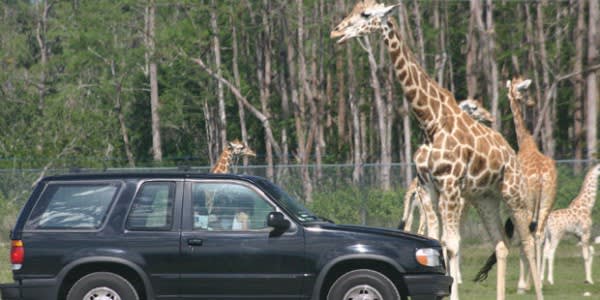 Image of Machine, Spoke, Car, Vehicle, Animal, Giraffe, Mammal, Wildlife, Outdoors, Alloy Wheel, Car Wheel, Tire, Wheel, 