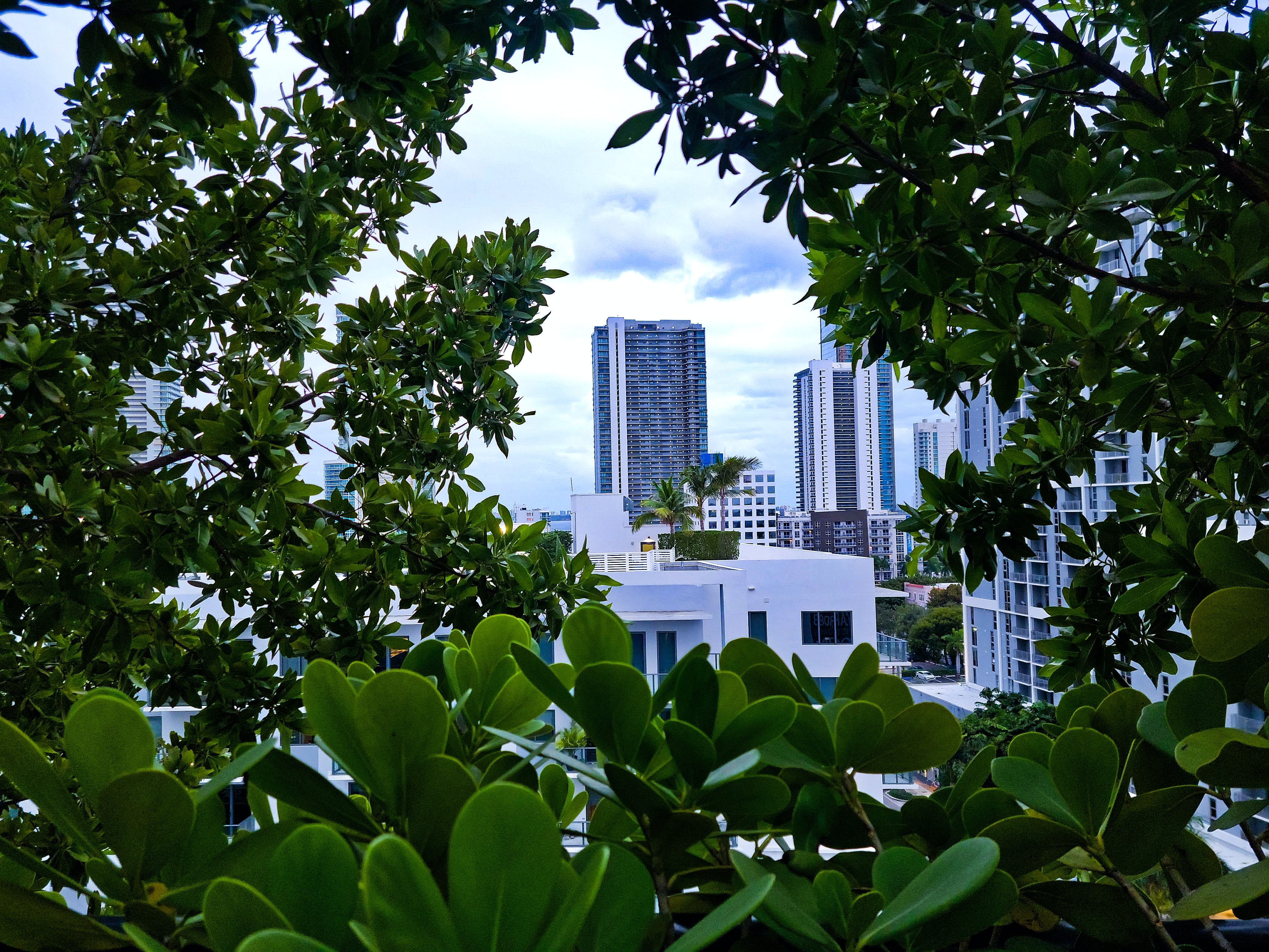 Image of City, Green, Urban, Office Building, Condo, Housing, Metropolis, High Rise, Cityscape, Vegetation, Summer, Apartment Building, Tree, Neighborhood, Leaf, Herbal, Herbs, Downtown, Outdoors, Shelter, Nature, Grass, Water, Waterfront, Scenery, Potted Plant, Jungle, 