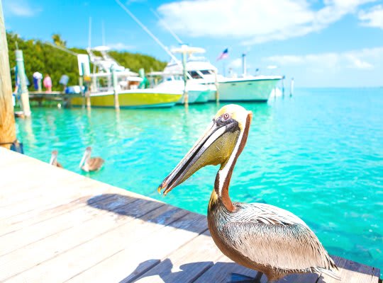 Image of Water, Waterfront, Animal, Bird, Waterfowl, Person, Boat, Sailboat, Vehicle, Pelican,
