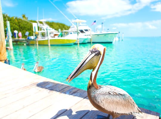 Image of Water, Waterfront, Animal, Bird, Waterfowl, Person, Boat, Sailboat, Vehicle, Pelican, 