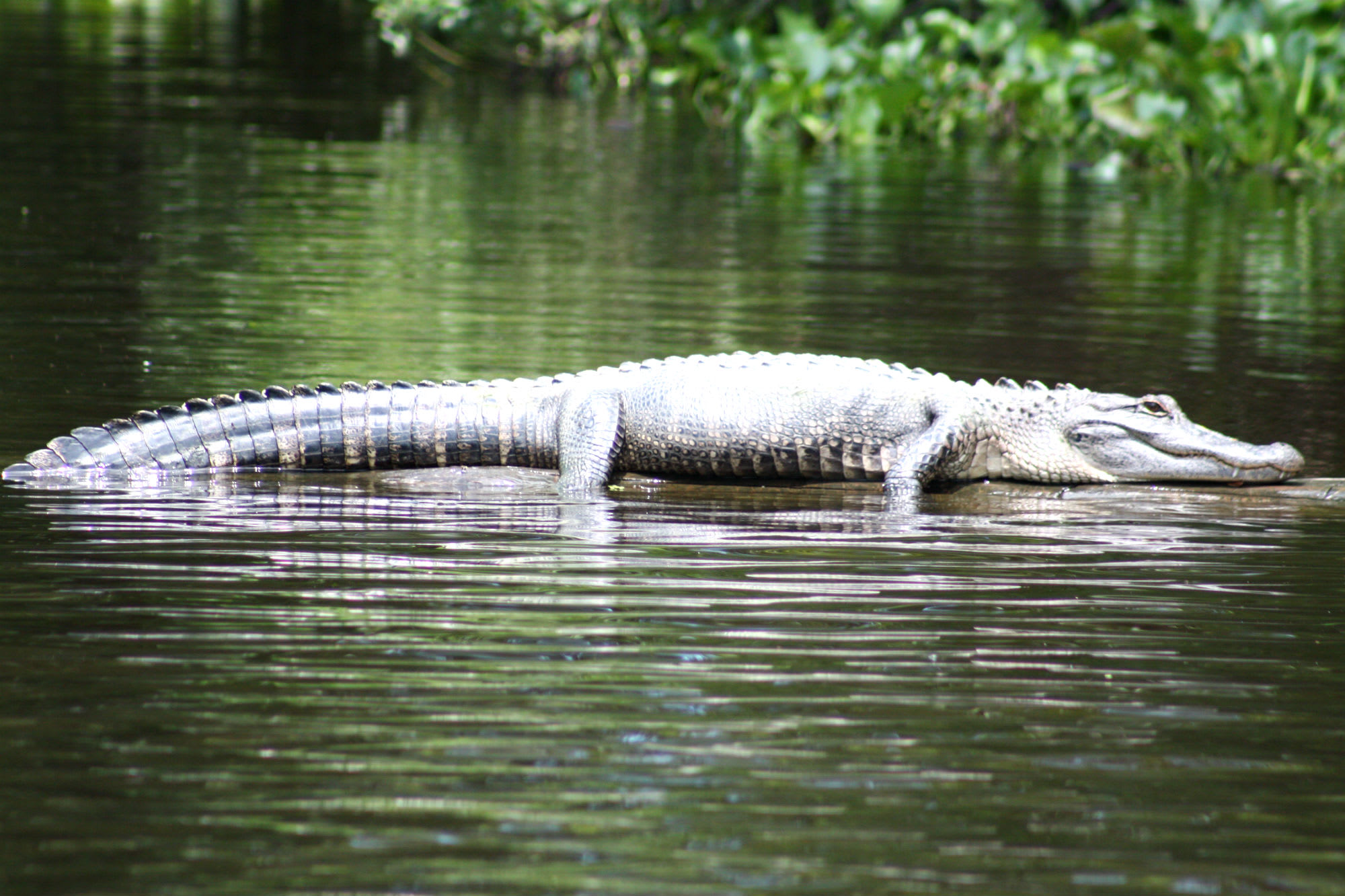 Image of Animal, Lizard, Reptile, Crocodile, 