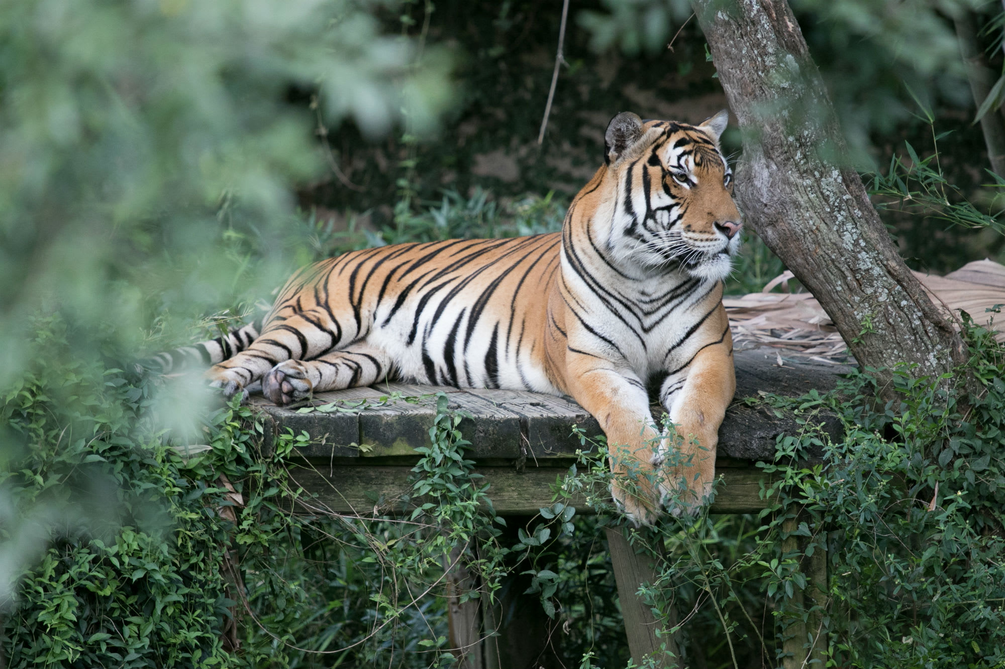 Image of Animal, Mammal, Tiger, Wildlife, 