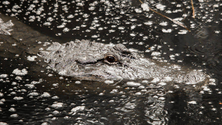 Image of Animal, Reptile, Crocodile, 