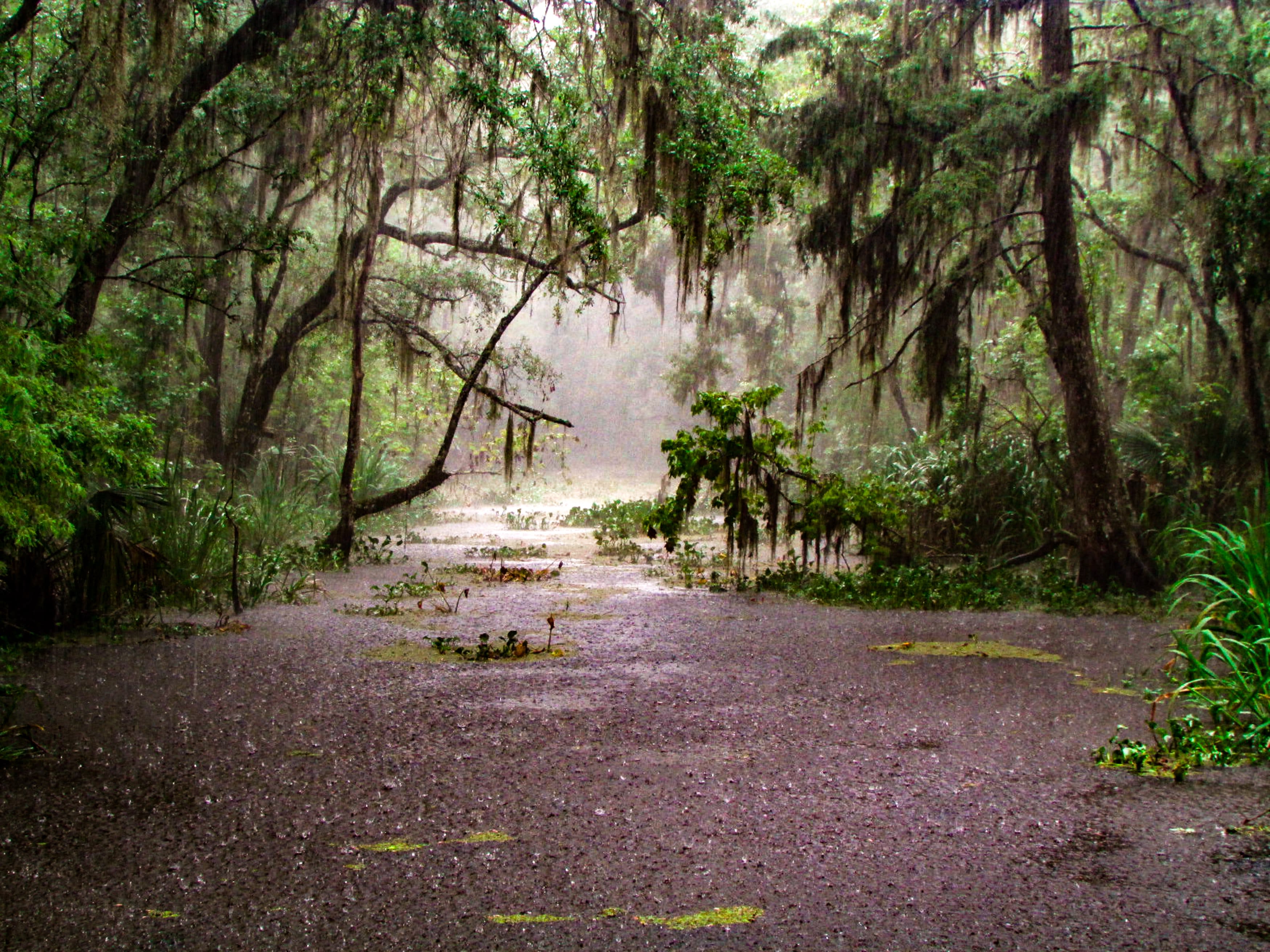 Image of Land, Nature, Outdoors, Rainforest, Tree, Vegetation, Jungle, Path, Grove, Woodland, Road, Wilderness, Scenery, Trail, Moss, Gravel, 