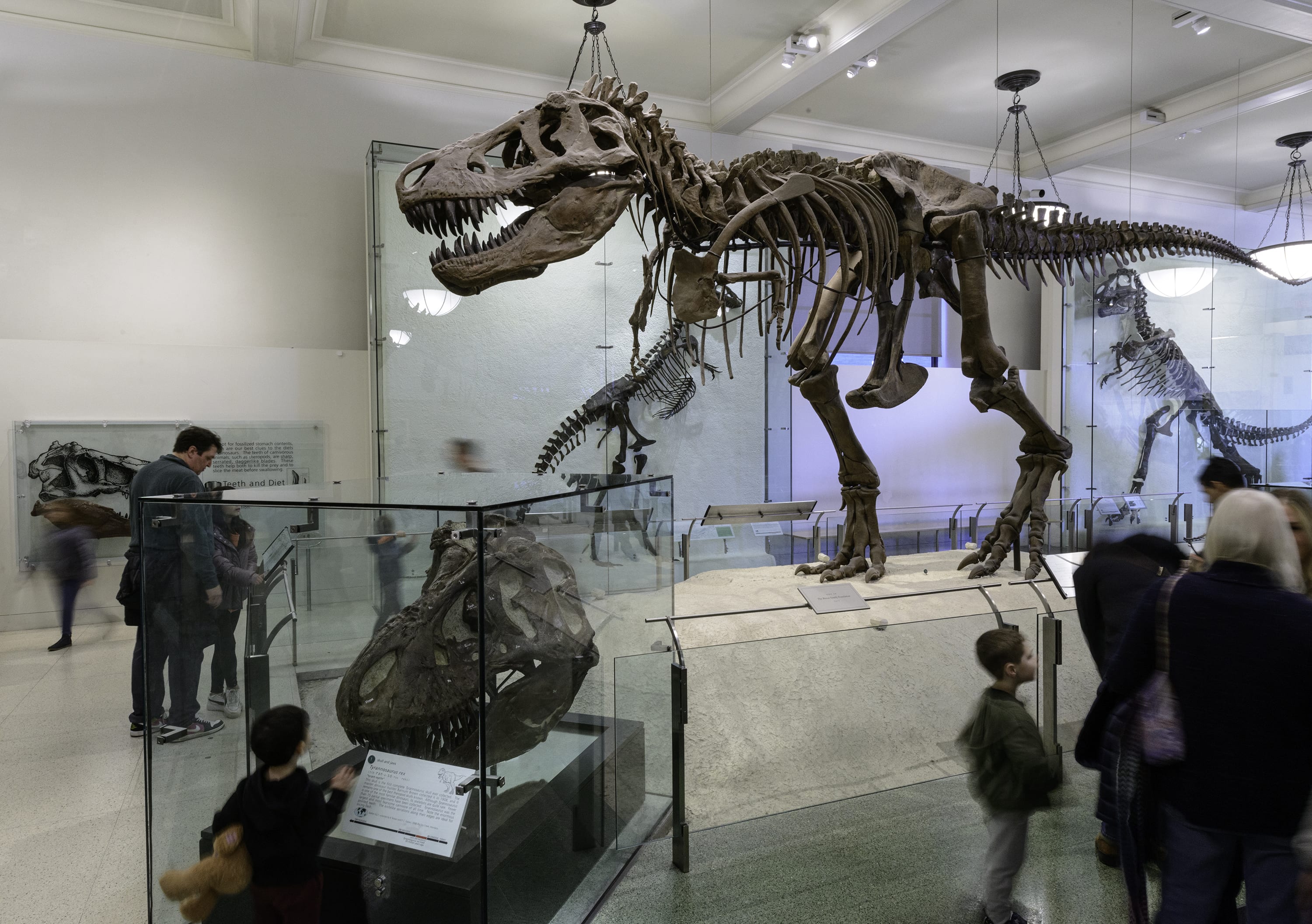 アメリカ自然史博物館のチケット - ニューヨークパス®で無料