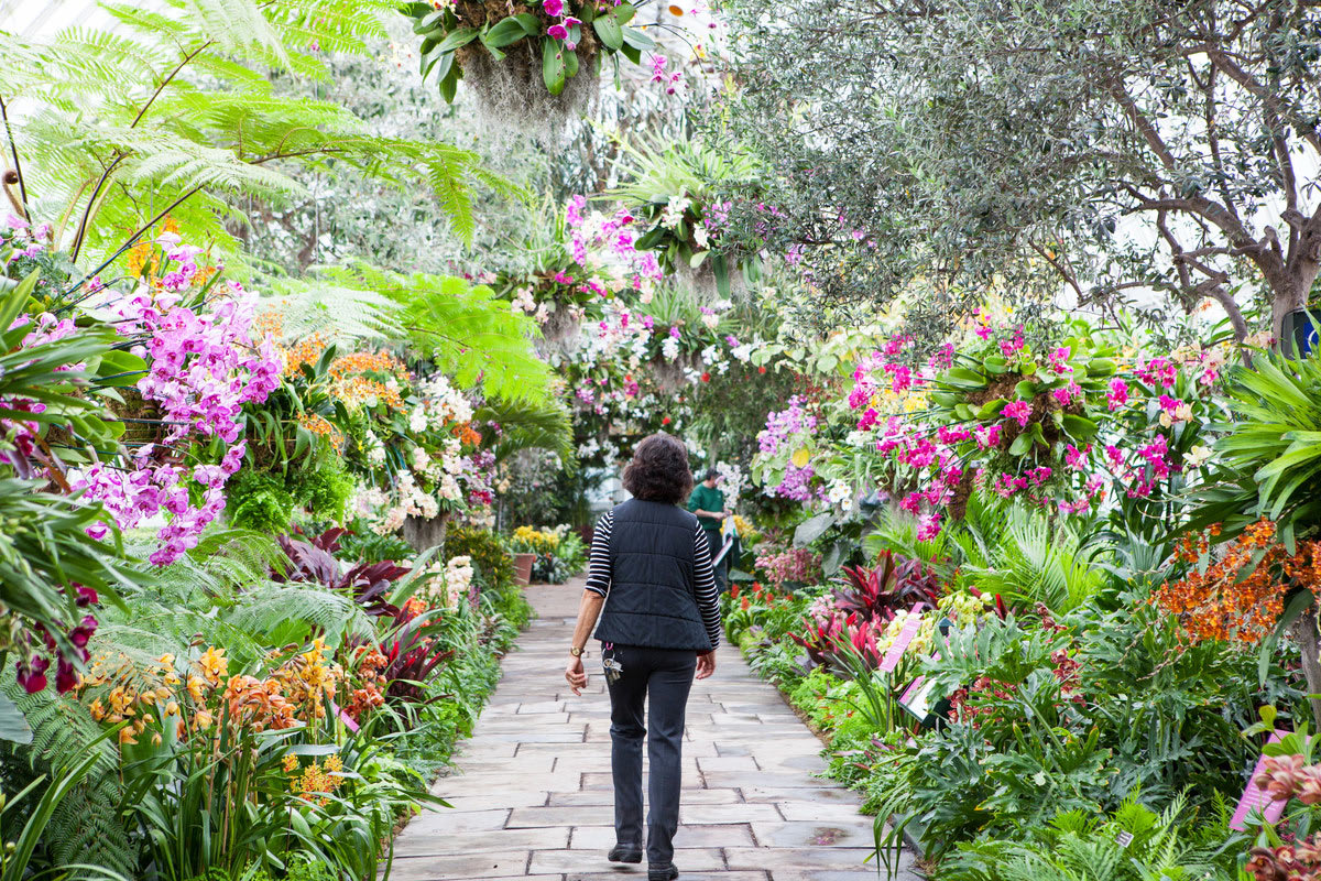 Image of Garden, Nature, Outdoors, Arbour, Path, Walkway, Grass, Park, Vegetation, Person, Walking, Adult, Male, Man, Flower, 