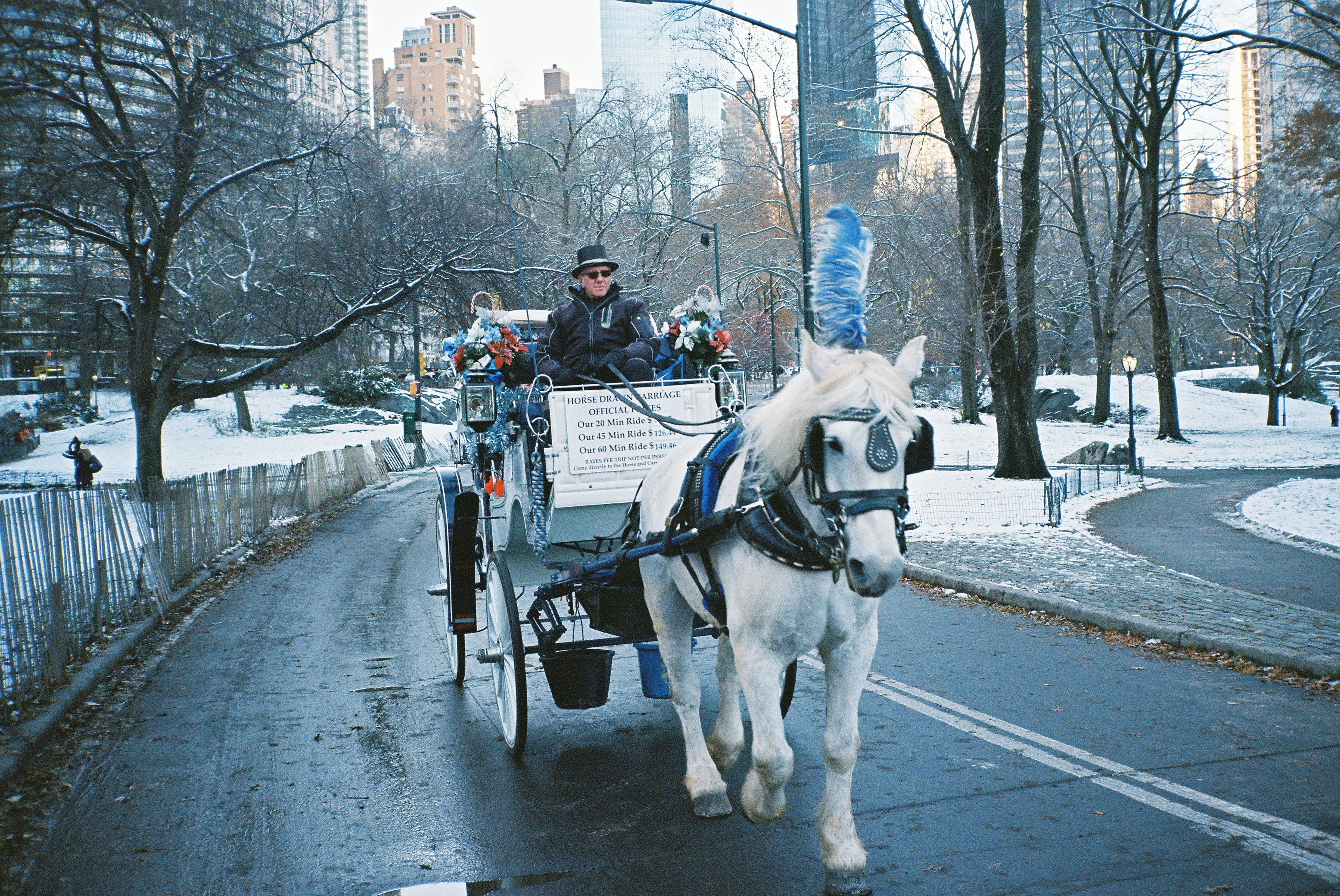 Image of Person, Hat, Carriage, Vehicle, City, Animal, Horse, Mammal, Road, Street, Urban, Wagon, Horse Cart, 