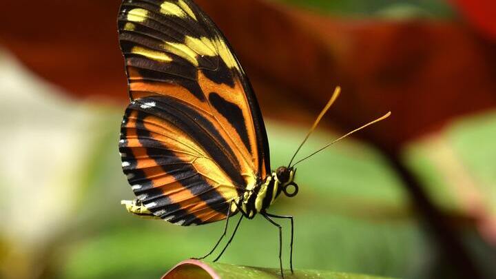 Image of Animal, Butterfly, Insect, Monarch, 