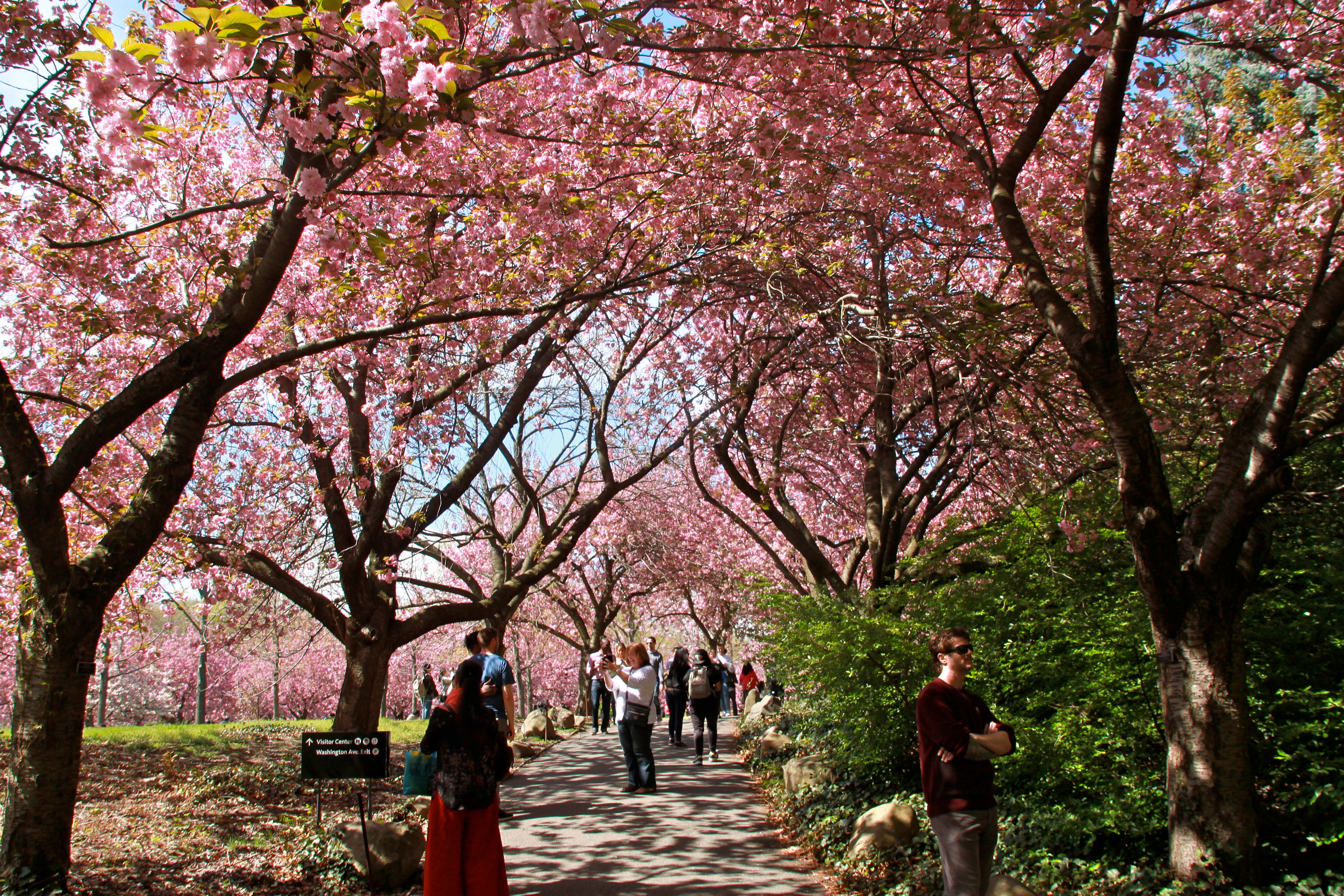 Image of Flower, Person, Garden, Nature, Outdoors, Cherry Blossom, 