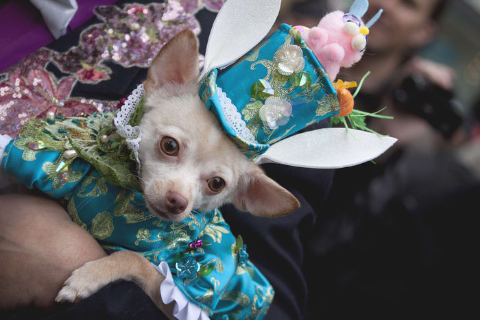 Image of Hat, Animal, Canine, Chihuahua, Dog, Mammal, Pet, Adult, Female, Person, Woman, Puppy, Baby, 