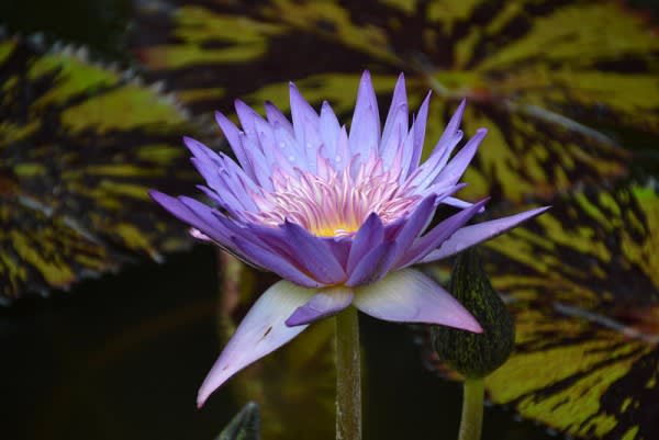 Image of Flower, Lily, Pond Lily, Petal, 