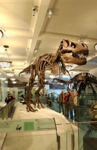 Image of Animal, Dinosaur, Indoors, Person, 