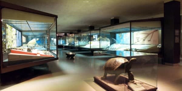Image of Indoors, Museum, 