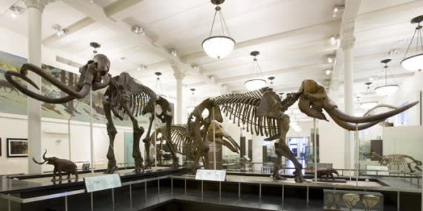 Image of Indoors, Museum, Animal, Dinosaur, 