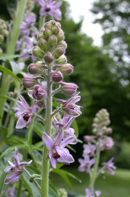 Image of Flower, Lupin, Petal, Vegetation, Grass, Geranium, 