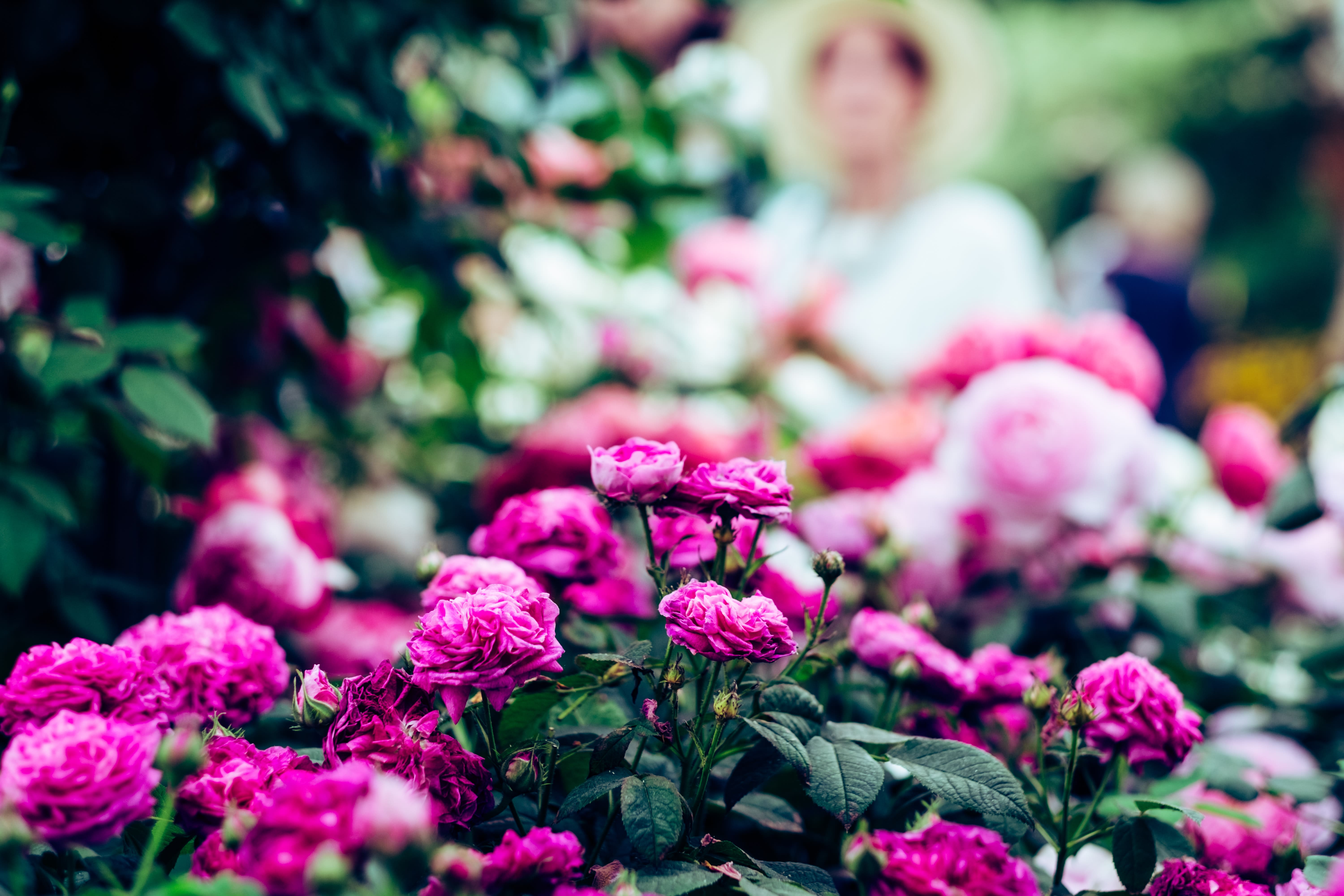 Image of Flower, Petal, Geranium, Dahlia, Rose, Flower Arrangement, Flower Bouquet, Purple, Adult, Female, Person, Woman, Daisy, 