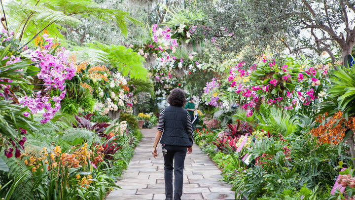 Image of Garden, Nature, Outdoors, Arbour, Person, Walking, Grass, Park, Plant, Path, Vegetation, Walkway, Adult, Female, Woman, Flower, 