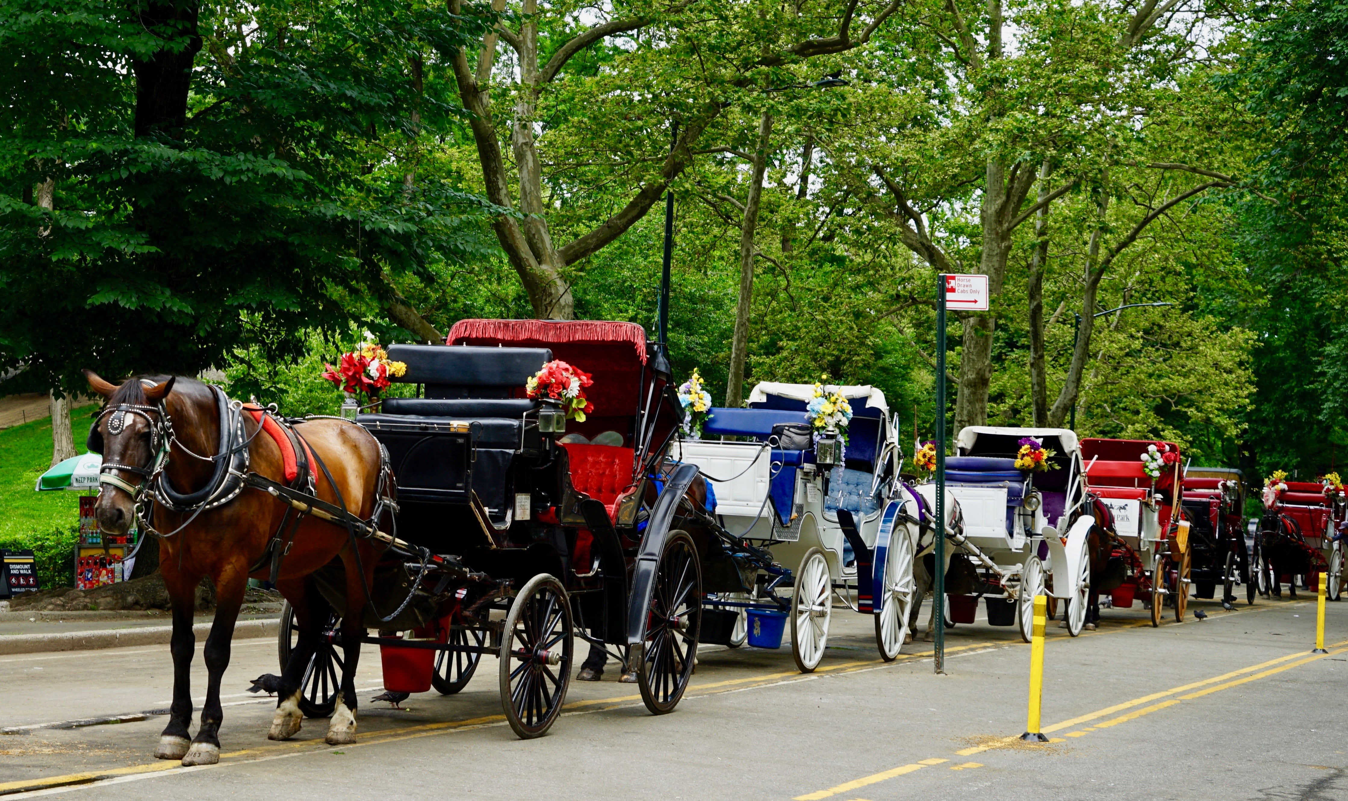 Image of Horse Cart, Vehicle, Wagon, Horse, Carriage, Person, 