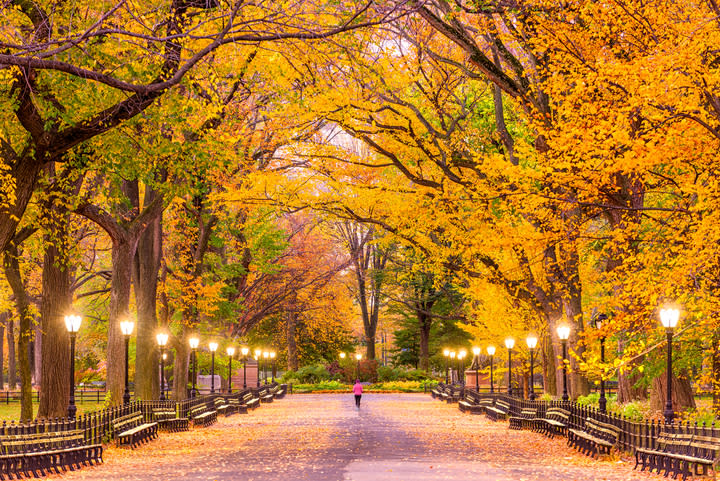 Image of Autumn, Bench, Person, 