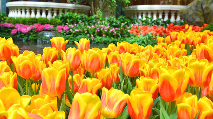 Image of Flower, Nature, Outdoors, Spring, Tulip, Petal, Garden, 