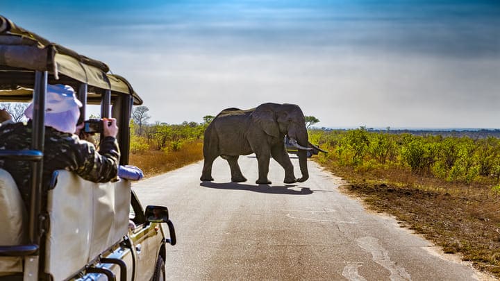 Image of Nature, Outdoors, Animal, Elephant, Mammal, Wildlife, Adult, Male, Man, Person,