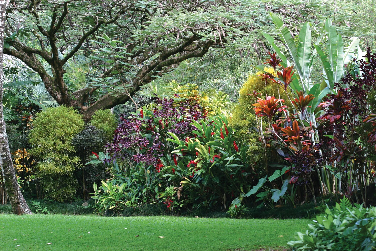 Image of Grass, Garden, Nature, Outdoors, Park, Vegetation, Lawn, Tree, Arbour, Backyard, Yard, 