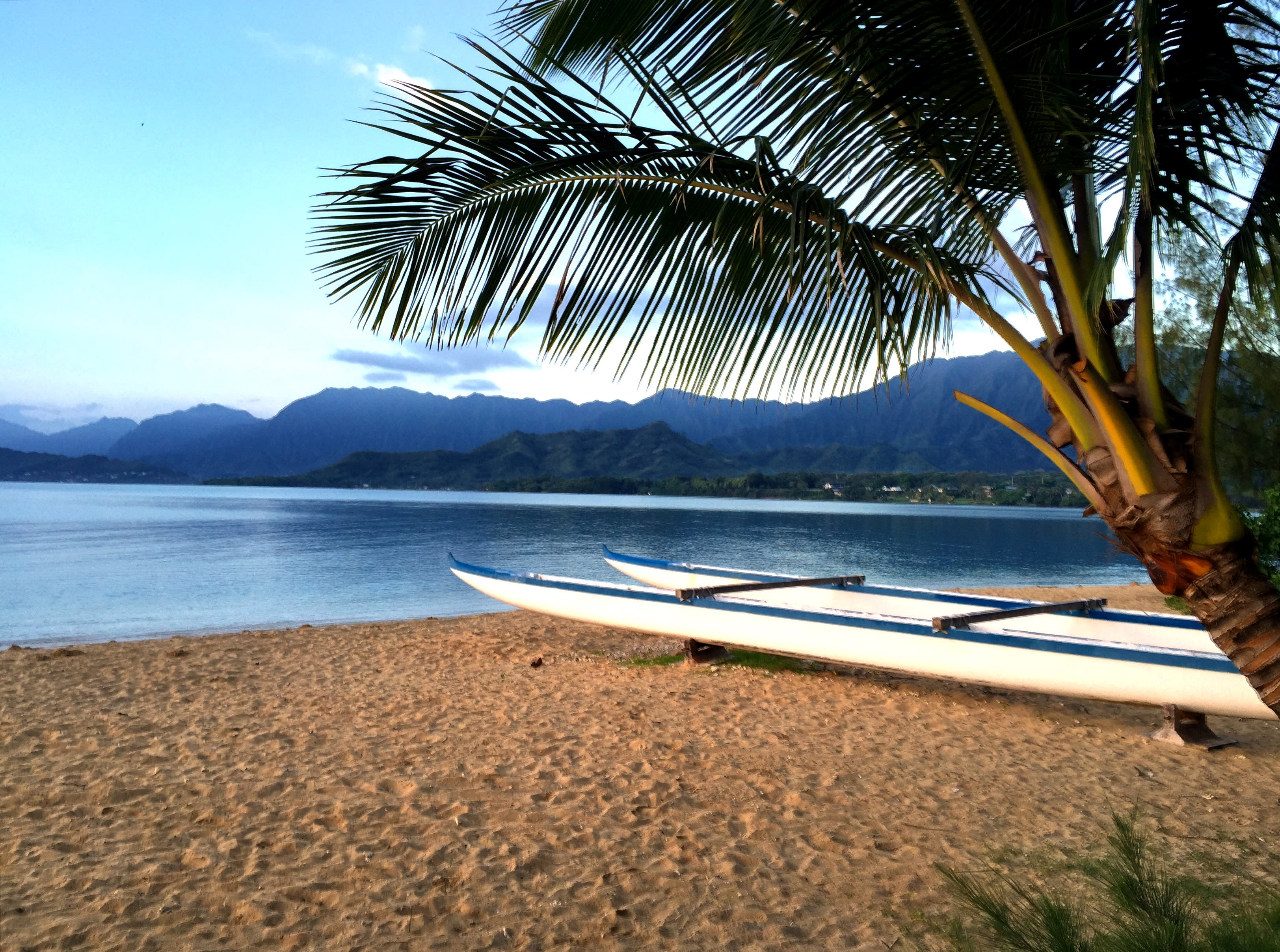 Image of Summer, Tree, Beach, Coast, Nature, Outdoors, Sea, Shoreline, Water, Landscape, Vehicle, Watercraft, Palm Tree, Scenery, Soil, Vegetation, Boat, Canoe, Rowboat, 