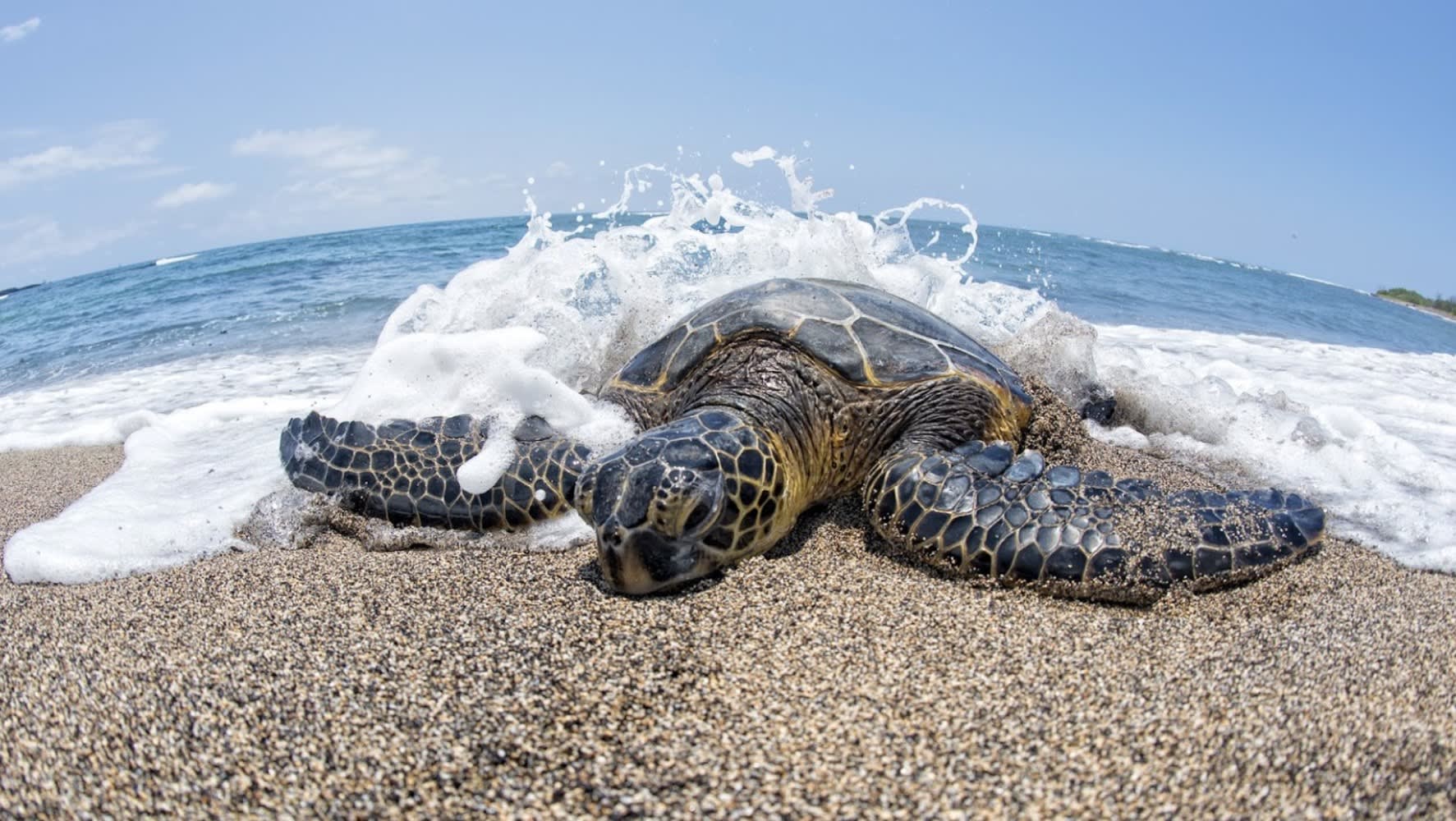 Image of Beach, Coast, Nature, Outdoors, Sea, Shoreline, Water, Animal, Reptile, Sea Life, Tortoise, Turtle, Sea Turtle, 