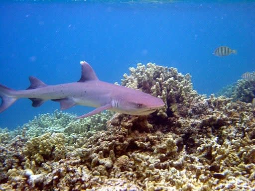 Image of Animal, Nature, Outdoors, Reef, Sea, Sea Life, Water, Coral Reef, Fish, Shark, 