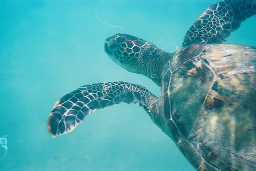 Image of Animal, Reptile, Sea Life, Sea Turtle, Turtle, Tortoise, 