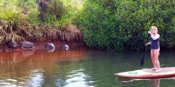 Image of Photography, Nature, Outdoors, Pond, Water, Person, Vegetation, Land, Rainforest, Tree, Oars, Paddle, Scenery, 