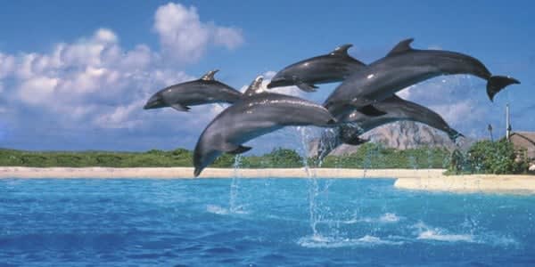 Image of Animal, Dolphin, Mammal, Sea Life, Fish, Shark, 