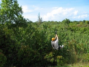 Image of Adult, Male, Man, Person, Helmet, Adventure, Ziplining, 