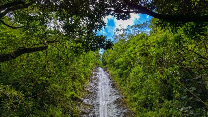 Image of Jungle, Land, Nature, Outdoors, Rainforest, Tree, Vegetation, Woodland, Scenery, Grove, Path, Water, Green, Landscape, Creek, Stream, Trail, 