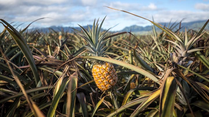 Image of Food, Fruit, Produce, Pineapple, 