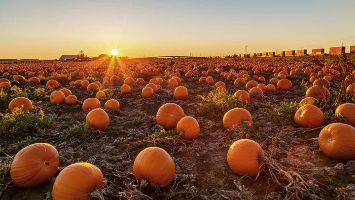 Image of Food, Produce, Pumpkin, Nature, Outdoors, Citrus Fruit, Orange, Sky, 