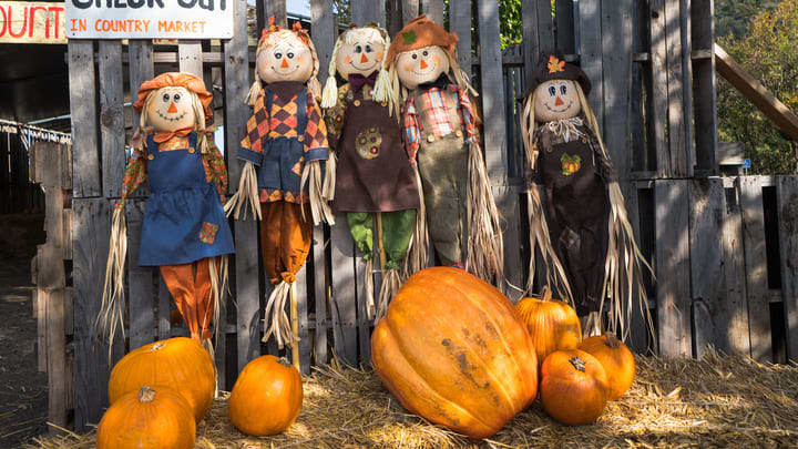 Image of Adult, Female, Person, Woman, Scarecrow, 