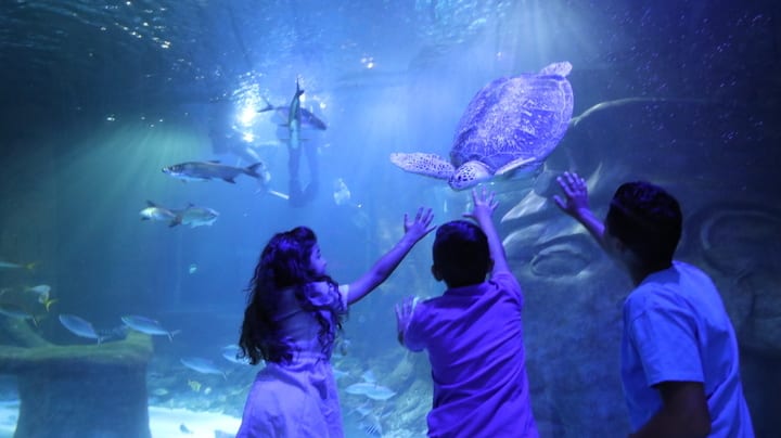 Image of Aquatic, Water, Animal, Aquarium, Fish, Sea Life, Boy, Child, Male, Person, Adult, Female, Woman, Man, Turtle, Outdoors, 