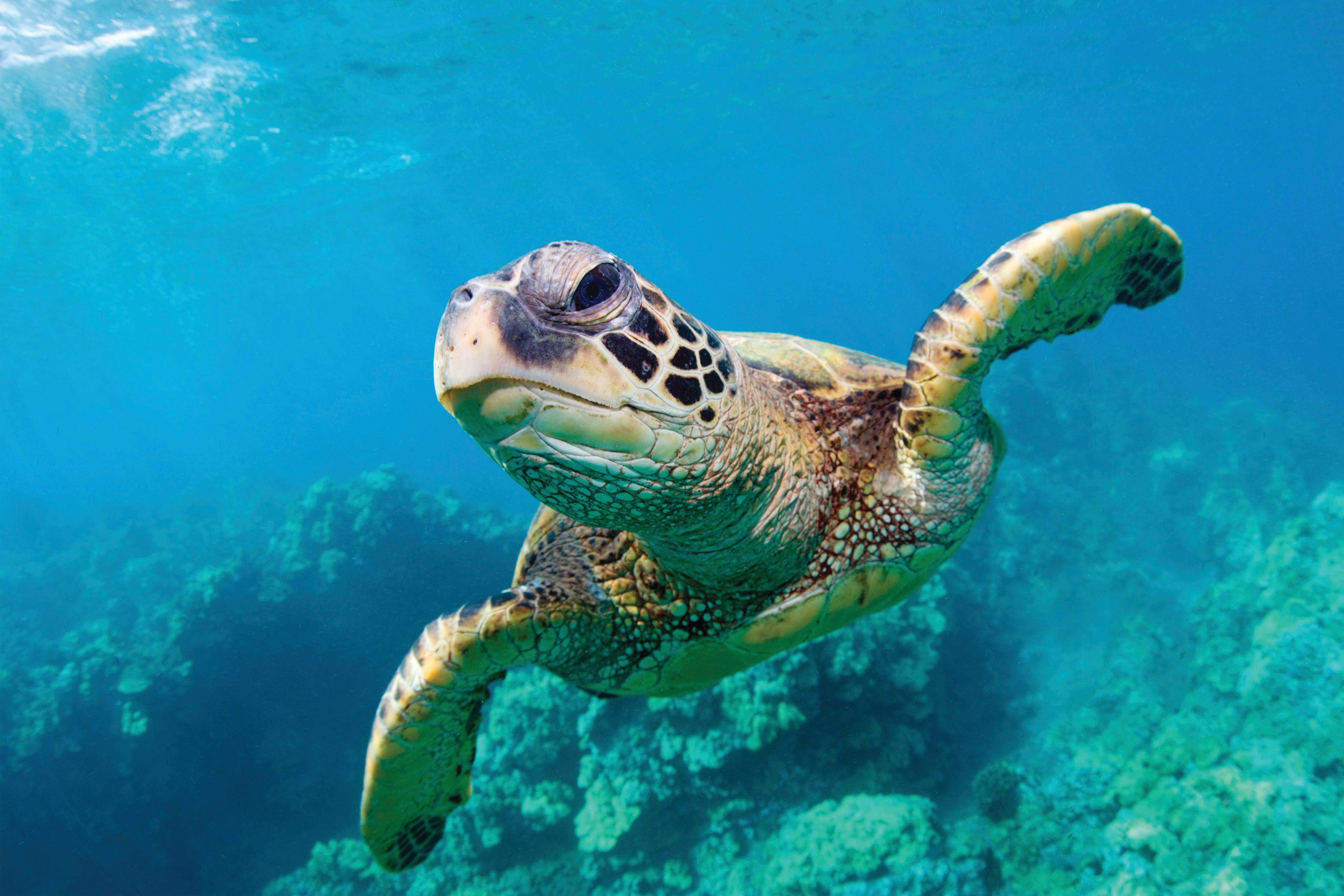 Image of Animal, Reptile, Sea Life, Turtle, Sea Turtle, Tortoise, 