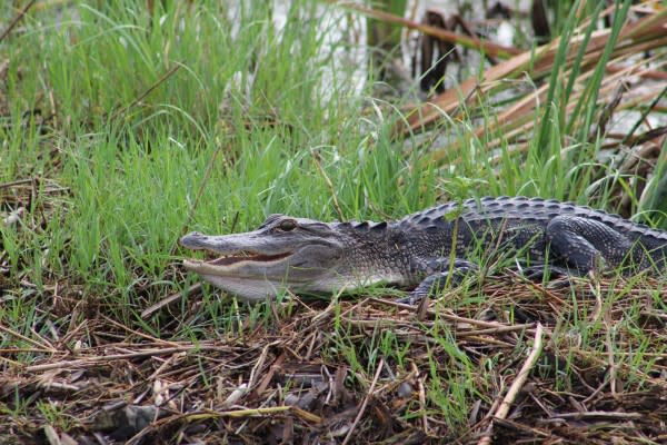 Image of Animal, Crocodile, Reptile, Land, Nature, Outdoors, Snake, 