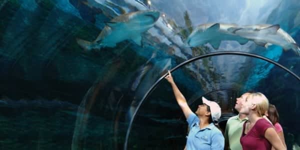 Image of Animal, Aquarium, Fish, Sea Life, Water, Adult, Male, Man, Person, Hat, Female, Woman, Shark, 