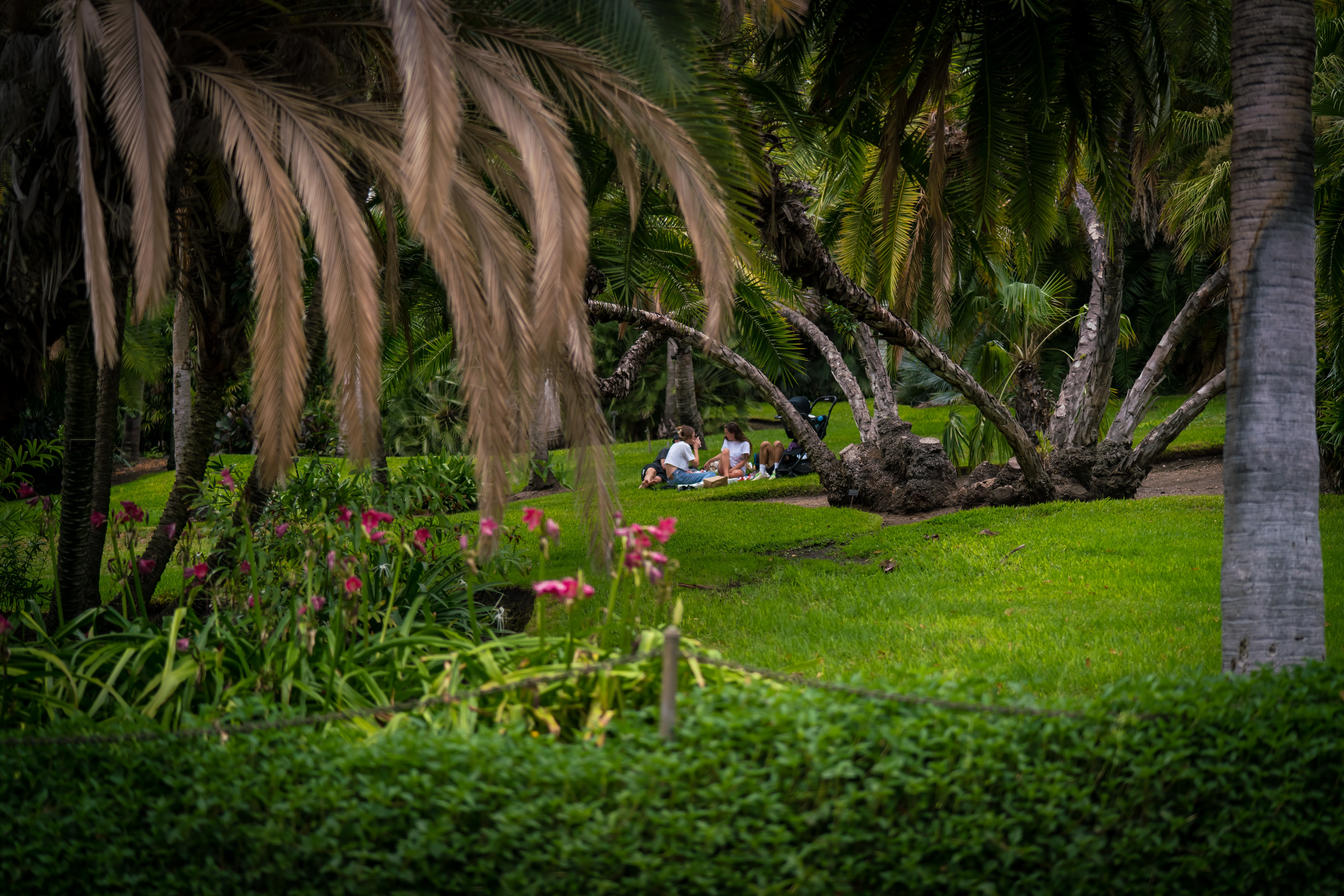 Image of Summer, Grass, Vegetation, Garden, Nature, Outdoors, Tree, Park, Palm Tree, Grove, Land, Woodland, Hotel, Resort, Arbour, Lawn, Person, Jungle,