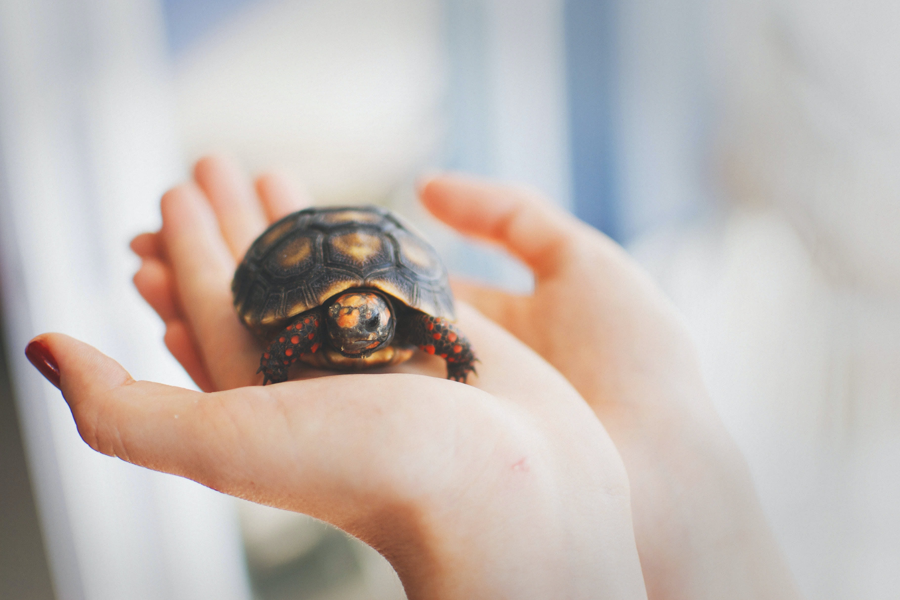 Image of Animal, Sea Life, Turtle, Finger, Hand, Person, Box Turtle, Baby, Tortoise, 