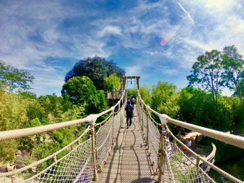 Image of Vegetation, Land, Nature, Outdoors, Rainforest, Tree, Path, Bridge, Suspension Bridge, Jungle, Green, Person, Grove, Woodland, Rope Bridge, Grass, Park, Walking, Trail, 