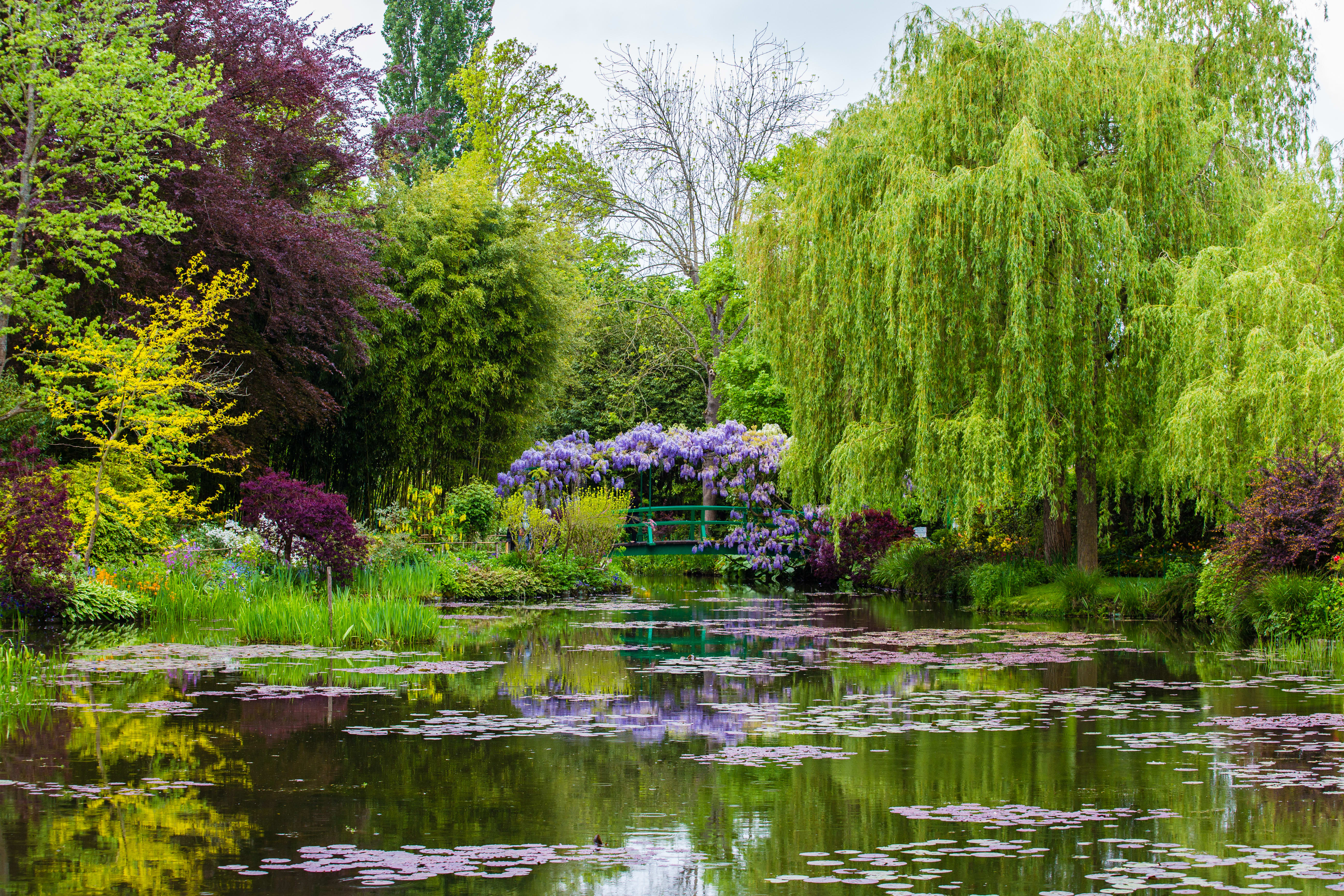 Image of Nature, Outdoors, Pond, Water, Tree, Garden, Land, Grass, Park, Vegetation, 