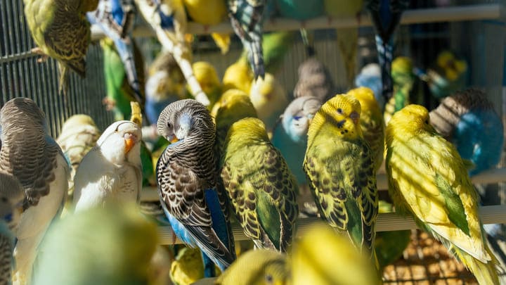 Image of Animal, Bird, Parakeet, Parrot, 